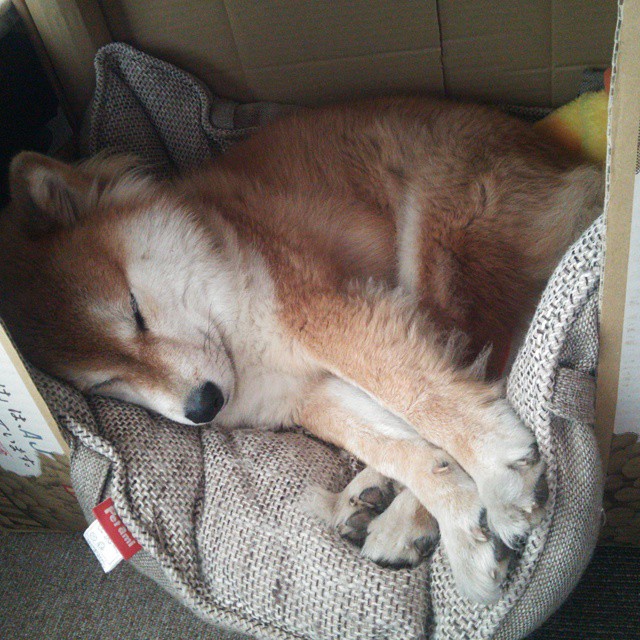 松花江畔紫金风暴，浓眉哥40+20燃爆跨洲际表演赛