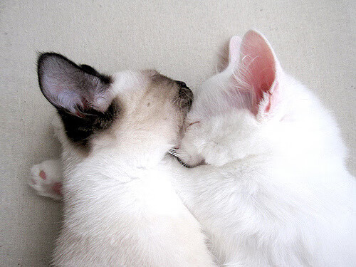 羽坛变局夜，泰国奇兵破长城，桃田贤斗以凡人之躯比肩神明