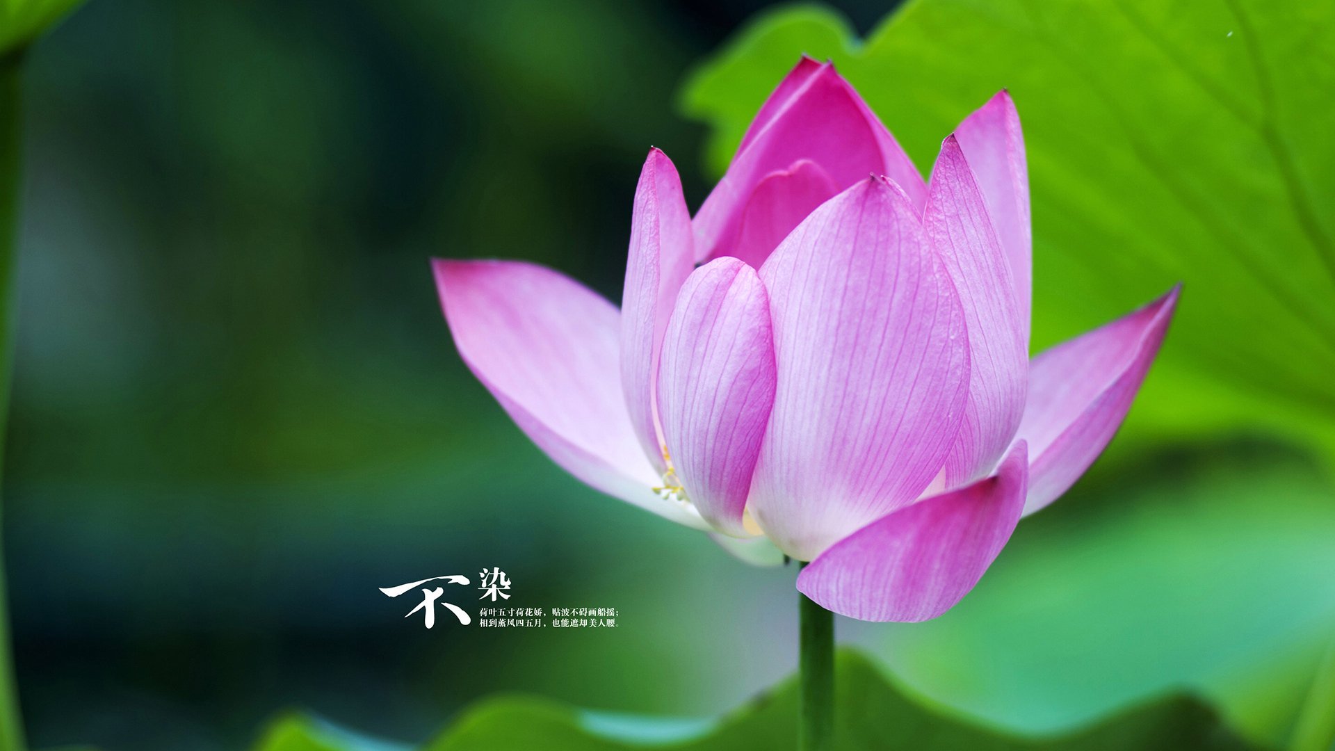 将星闪耀大棋局，西决生死战之夜，卡瓦哈尔那记无可争议的封王传