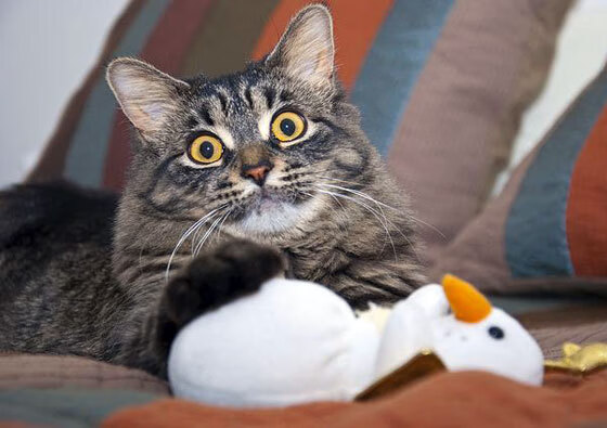 平行世界的足球日，若日尼奥的叹息与洪都拉斯的眼泪