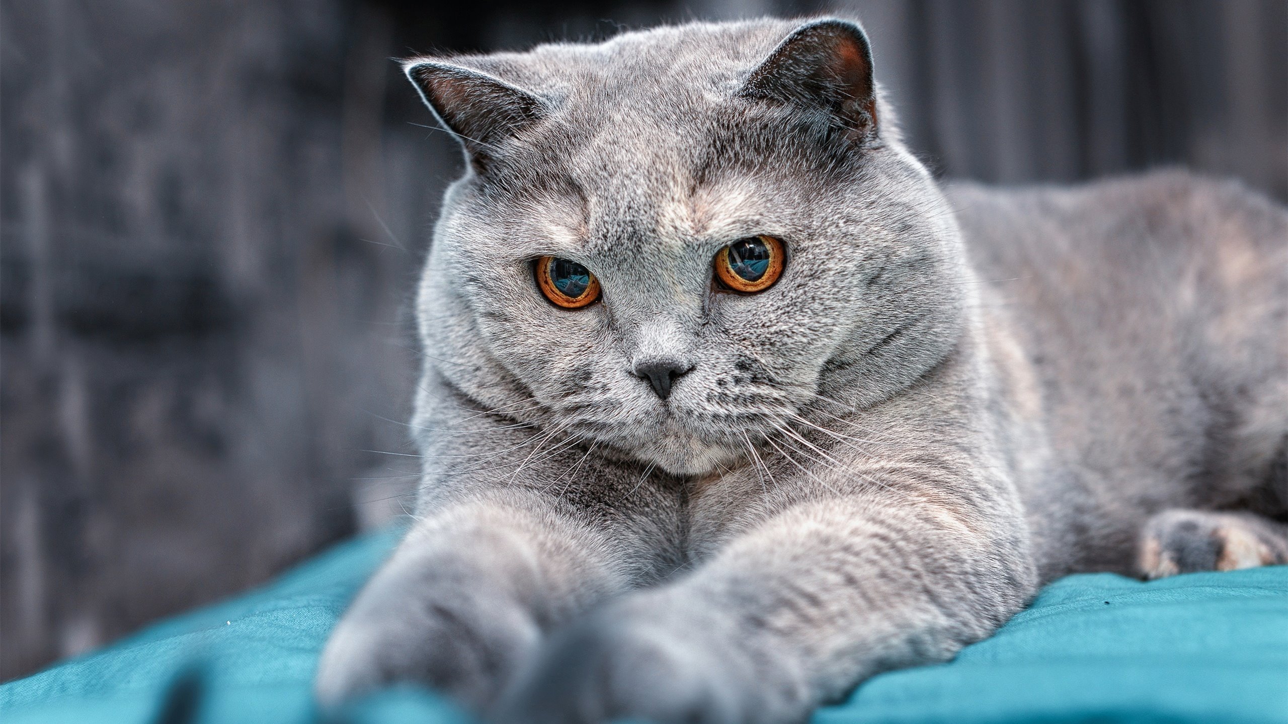 奥亚尔萨瓦尔爆发梅开二度，韩国新星压制拉齐奥助皇家社会晋级