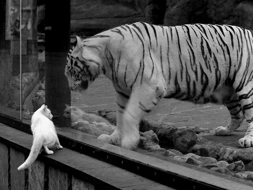 逆流者，杰伦·格林与季后赛之夜的攻防速率革命