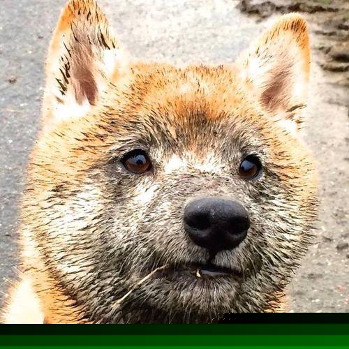 阿克关键节点连斩分，爱尔兰奇迹战那不勒斯夺魁，一场定义唯一性的争冠对决