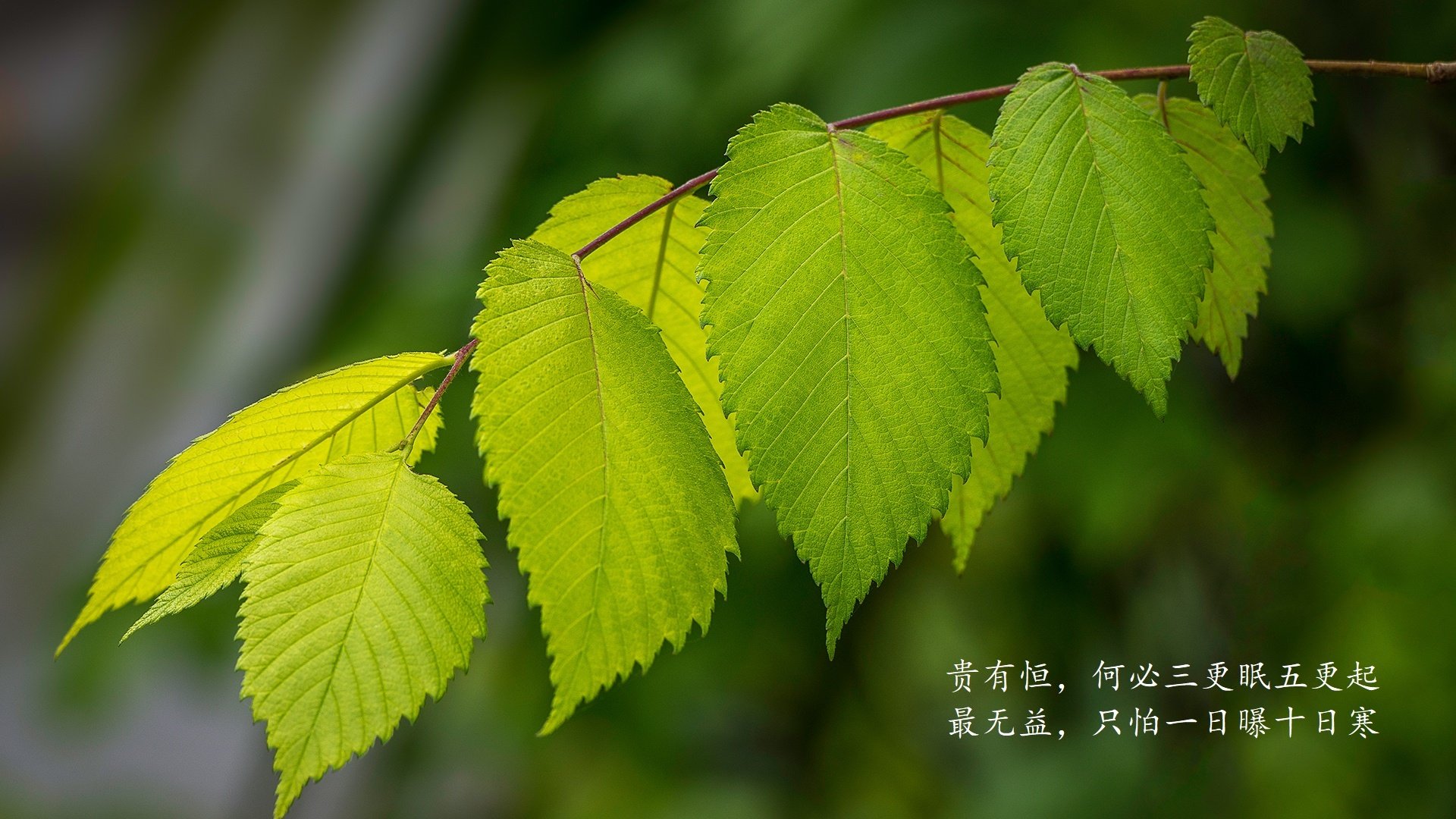 绿茵绝响，2026世界杯C组唯一性的强强对话，喀麦隆大胜匈牙利之夜，迪亚斯独舞成永恒